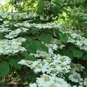 Viburnum plicatum fleur